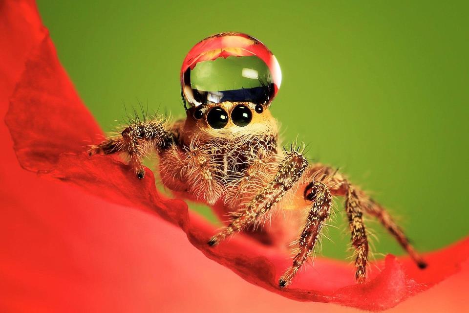 water dropet, spider, spider hat, jumping spider, Photographer Uda Dennie