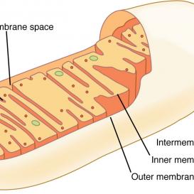 Kettlemag, Jade Passey, mitochondrion, diagram, science, energy, ATP
