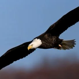 Kettle Mag, Alex Brock, Bald eagle taking flight, science, drones, police