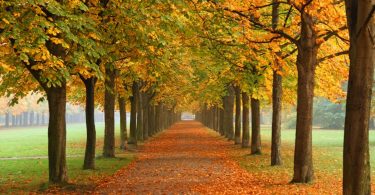 autumn.jpg