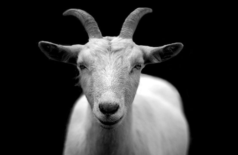 goat, cute, animals, Frivolity, Jasmine Parr, Kettle Mag