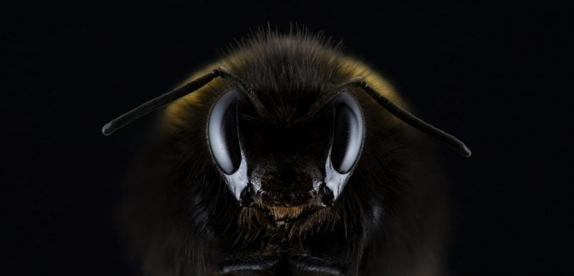 Bees, science, extinction, Stephanie Hallson, Kettle Mag