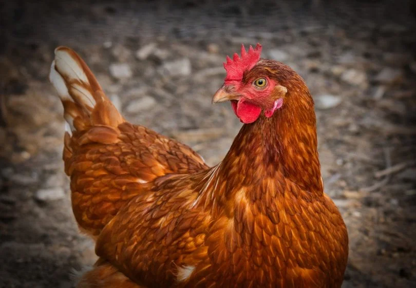 chlorinated chicken