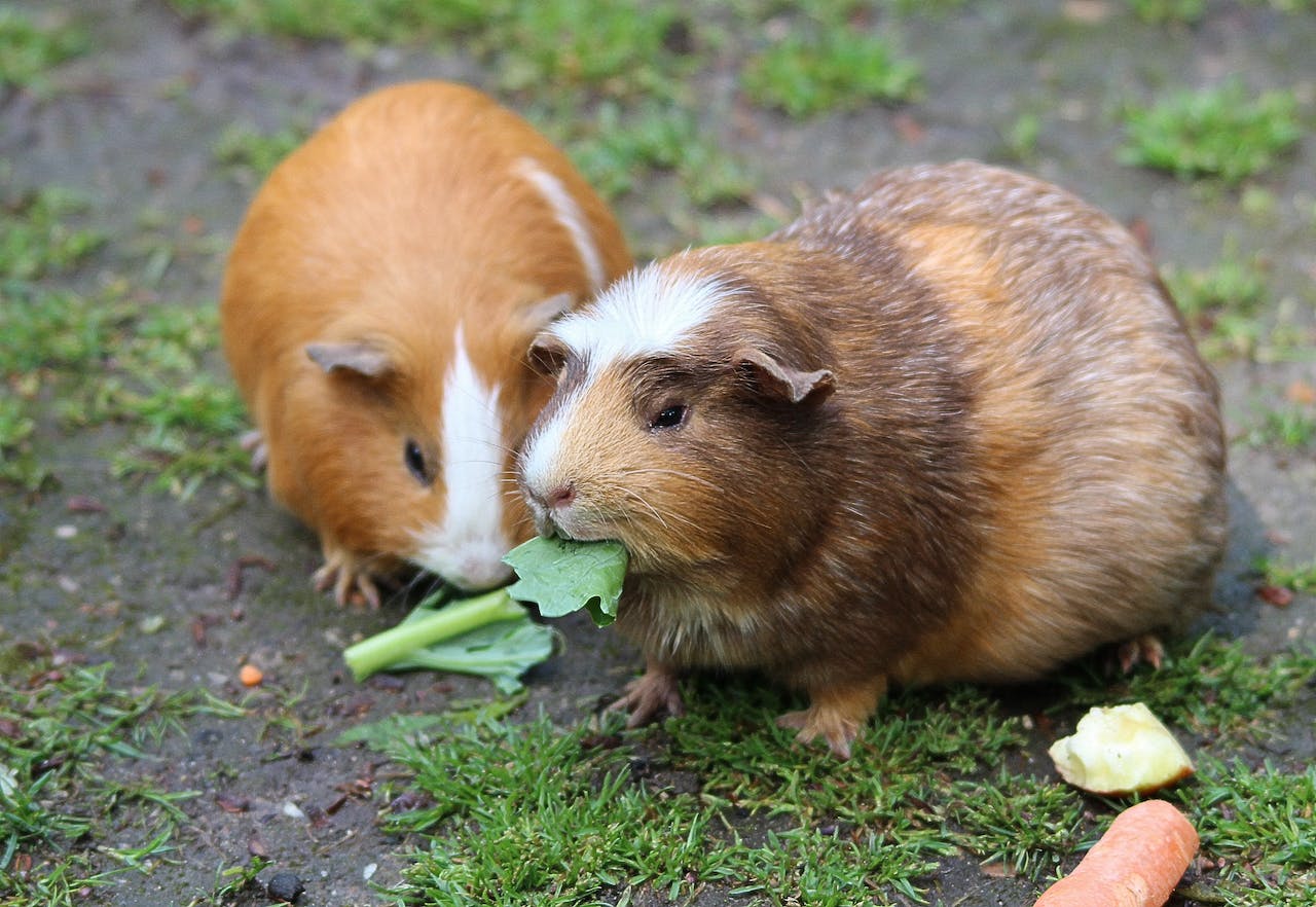 Are blueberries safe for hotsell guinea pigs